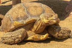 Черепаха у біопарку, Одеса