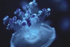 Музей живих медуз у Києві