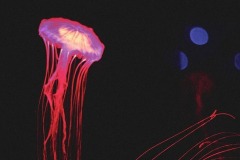 Червона медуза у Музеї живих медуз у Києві