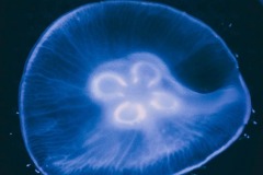 Синя медуза у Музеї живих медуз у Києві