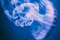 Різновиди медуз у Музеї живих медуз у Києві