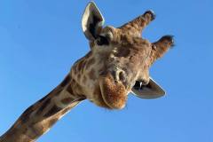 Жираф у зоопарку «12 місяців» під Києвом