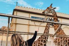 Дівчина біля жирафа у зоопарку «XII місяців» недалеко від Києва