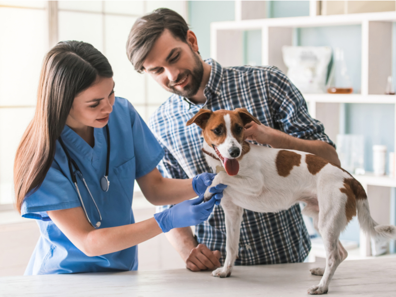 Після хірургічних втручань собаки вимагають особливого догляду