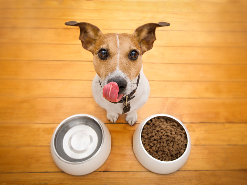 Собак необходимо кормить специальным кормом