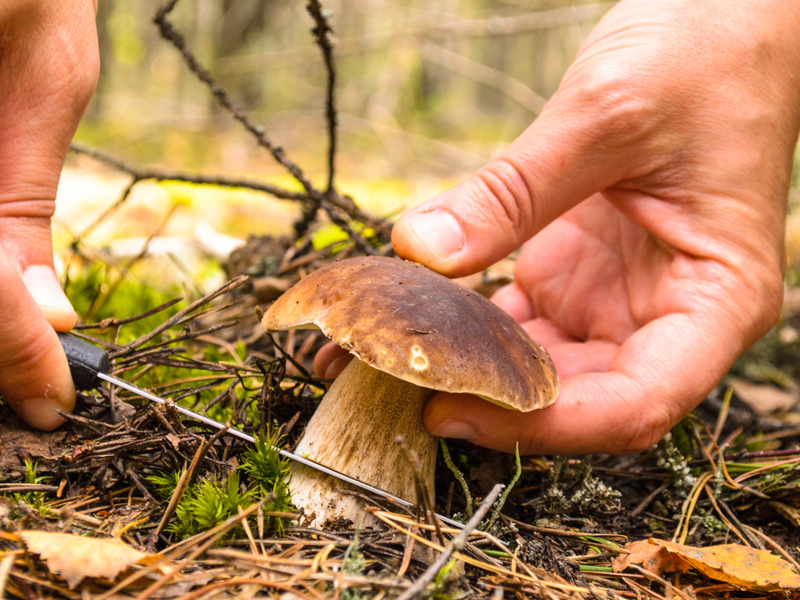 Кращі місця для збору грибів в Київській області
