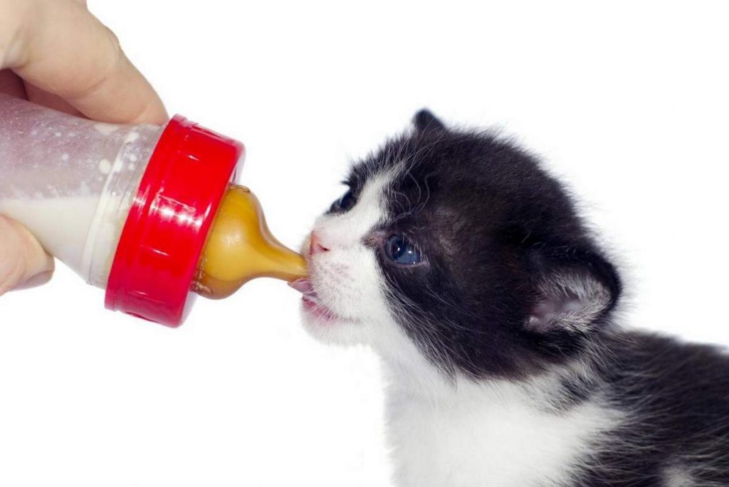 Котенка кормят из бутылочки молочной смесью