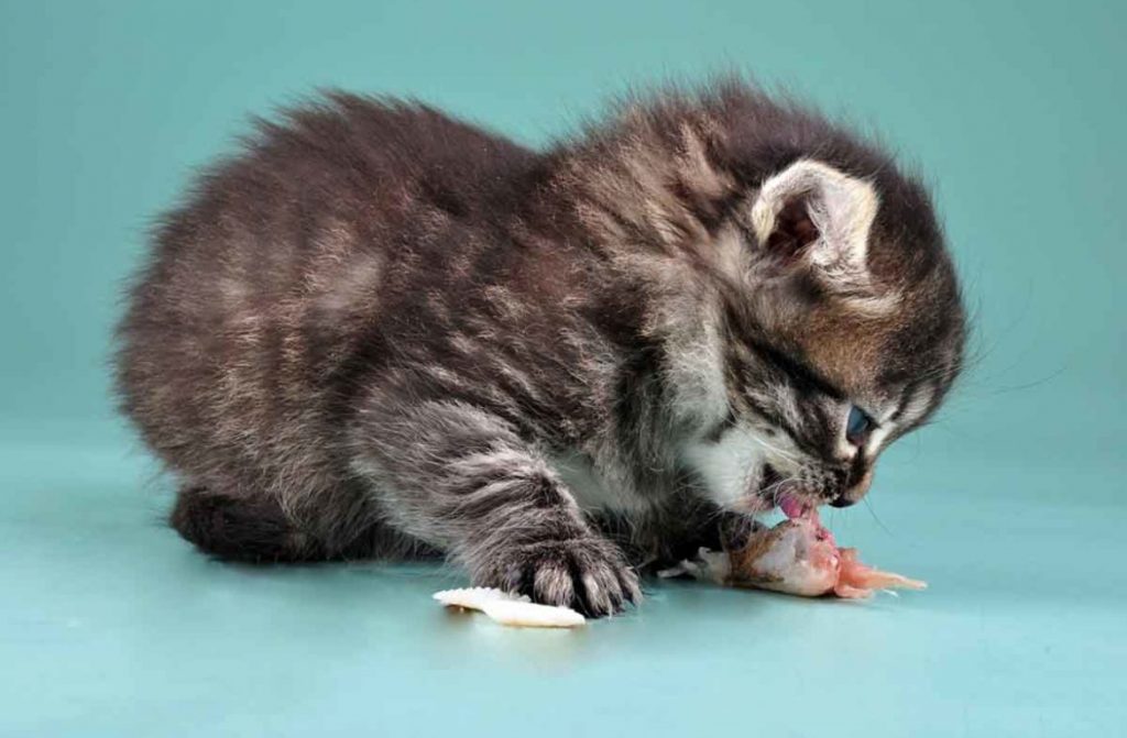 Котенок ест сырую рыбу