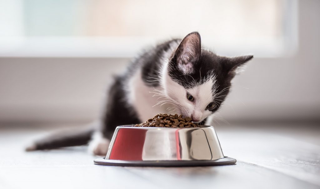 Как правильно кормить котенка: секреты здорового питания