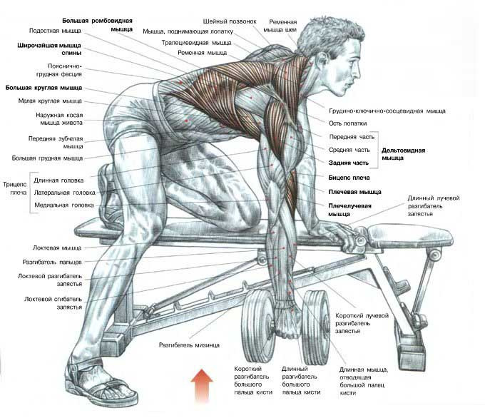Схема мышц человека 1
