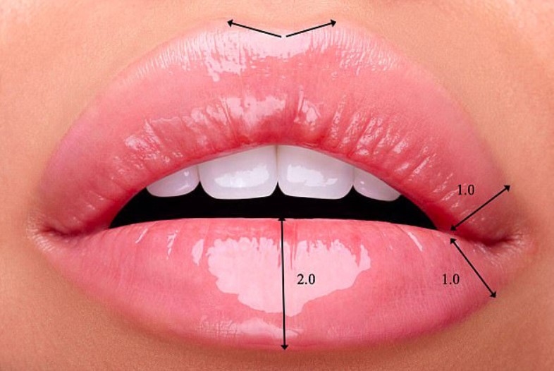 Співвідношення широкої частини нижньої губи до ширини губ в куточках роту повинне дорівнювати 1:2.