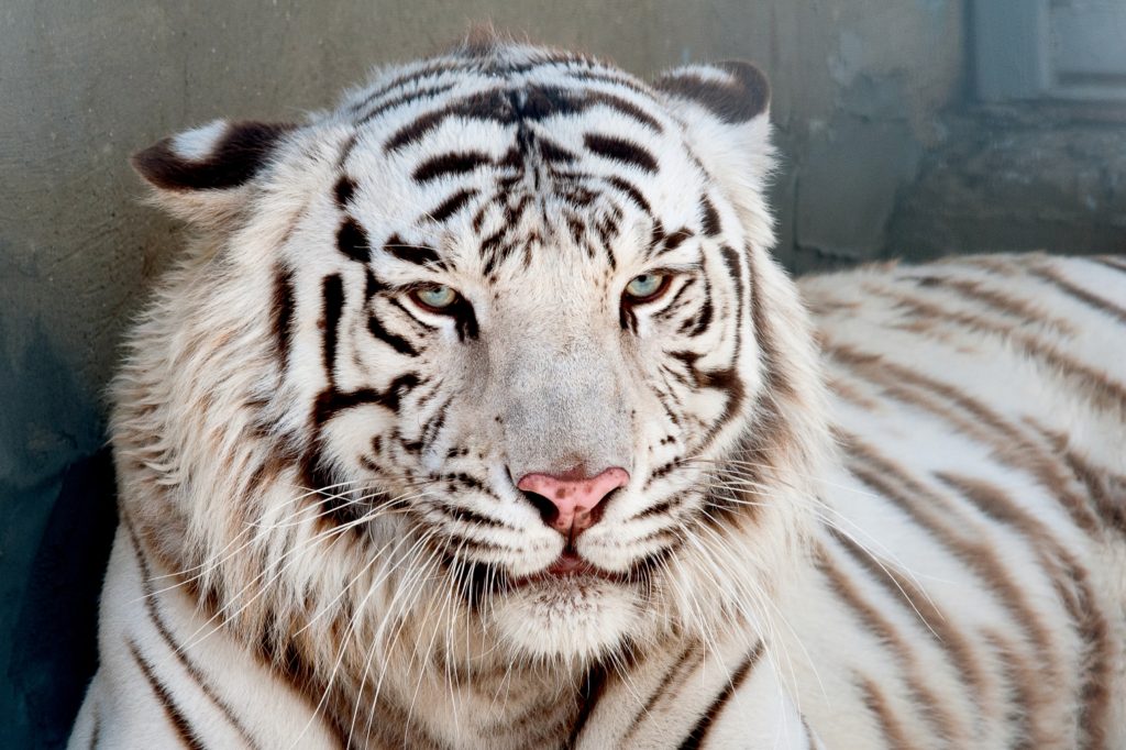  Бенгальский белый тигр 