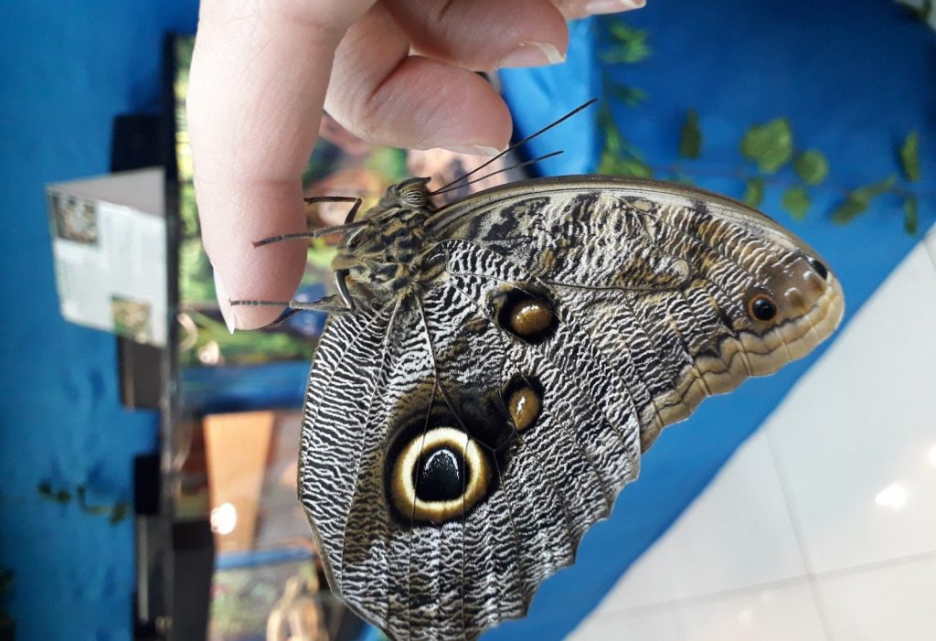 Выставка бабочек – шанс попасть в сказку без применения магии 