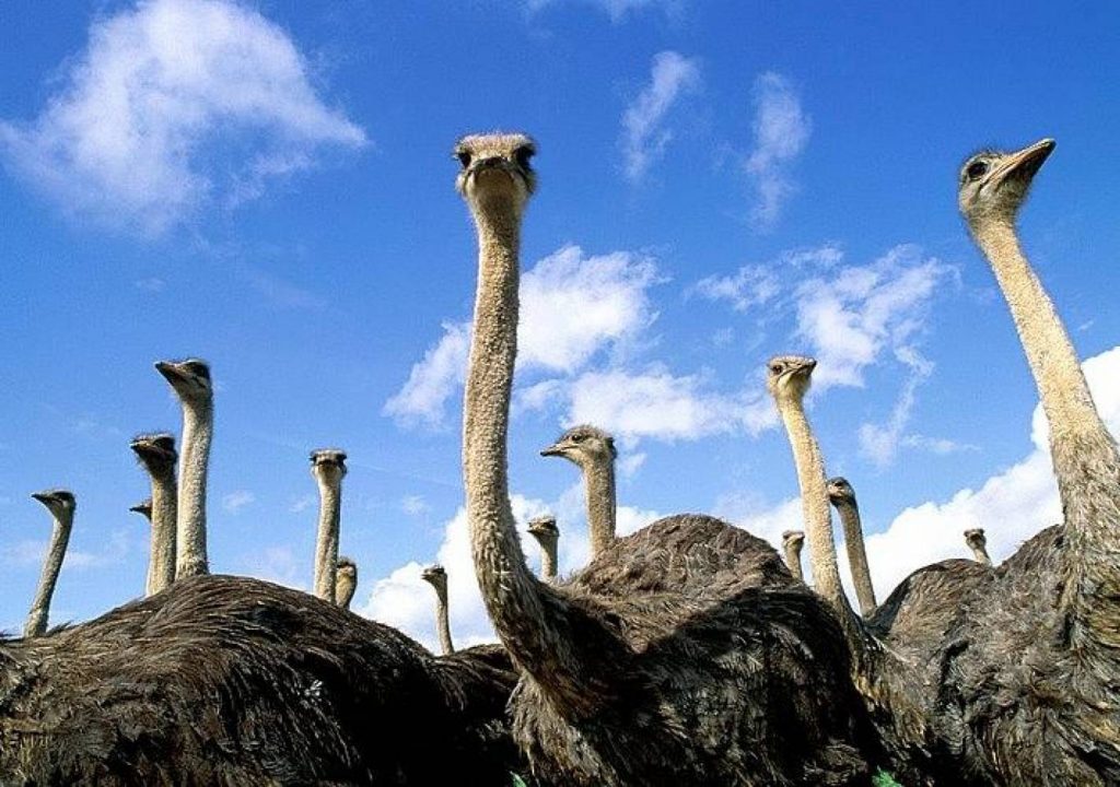 Одна из фишек этно-парка «Нью-Васюки» – живые страусы