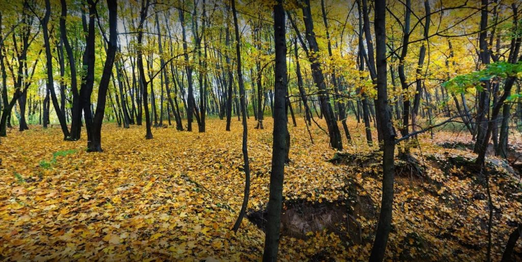 Кирилловский гай