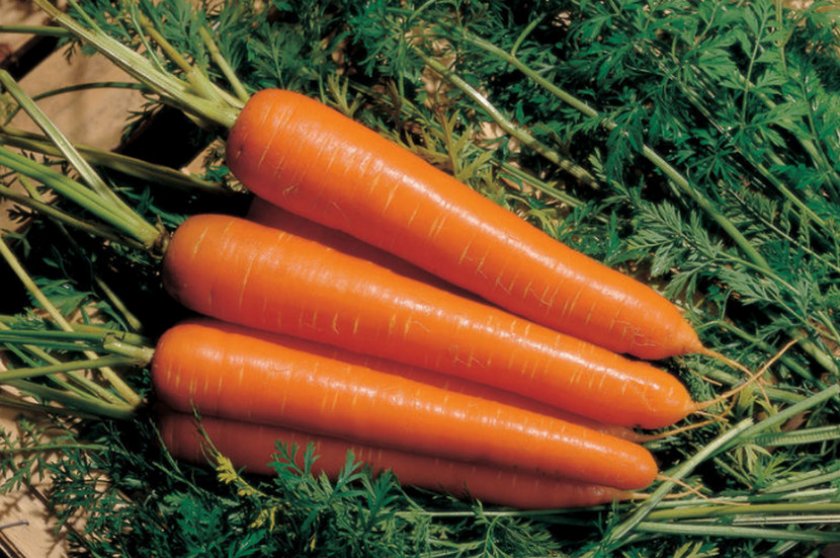 Амстердамская – раннеспелый сорт морковки