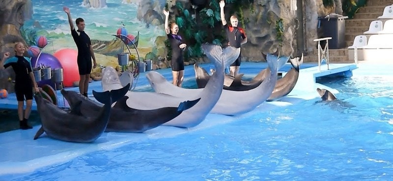 Шоу білих китів і дельфінів