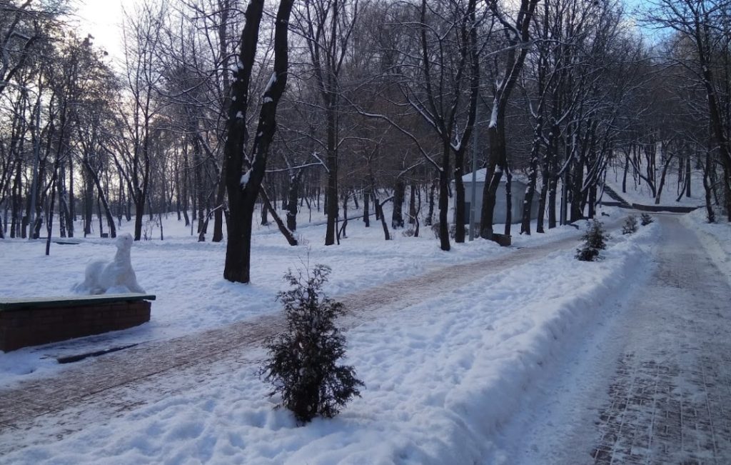 Березовая роща