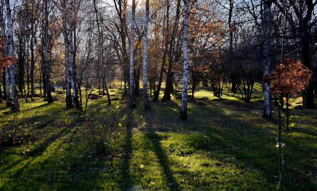 Парк «Березка»