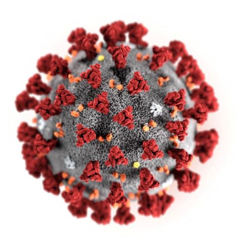 Зовнішній вигляд коронавируса