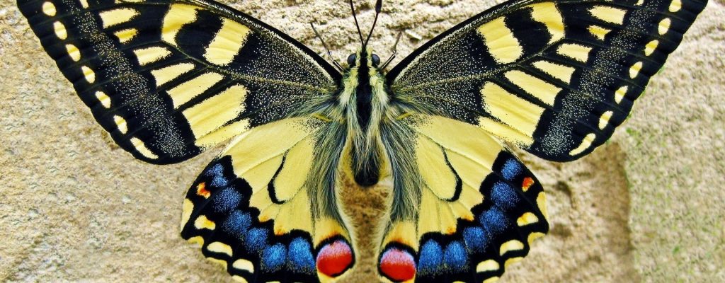  На виставці ви побачите як одиничні екземпляри, так і цілі композиції з метеликів 