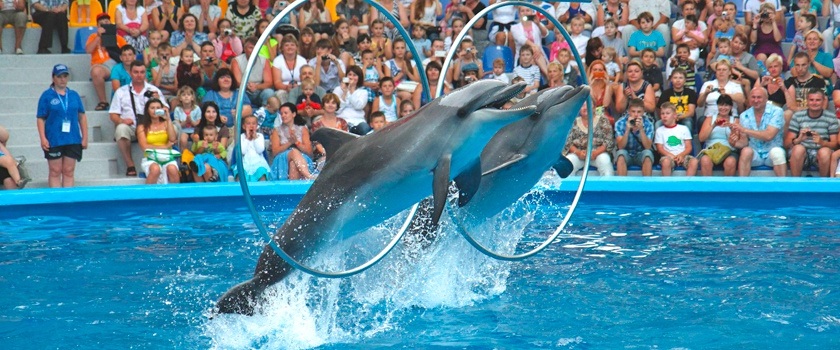 Дельфинарий «Немо»