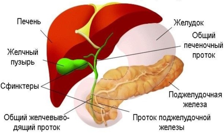 Анатомія жовчовивідних шляхів