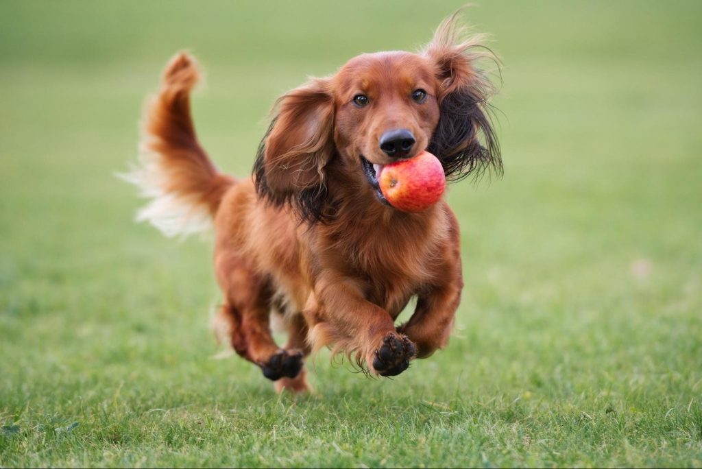 Пес с яблоком бежит