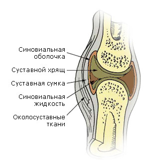 Будова колінного суглоба