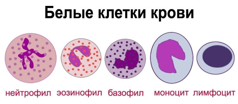 Разновидности лейкоцитов в крови
