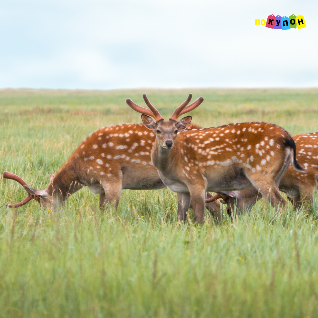 Асканія-Нова: історія заповідника, найкрасивіші місця, цікаві маршрути ...