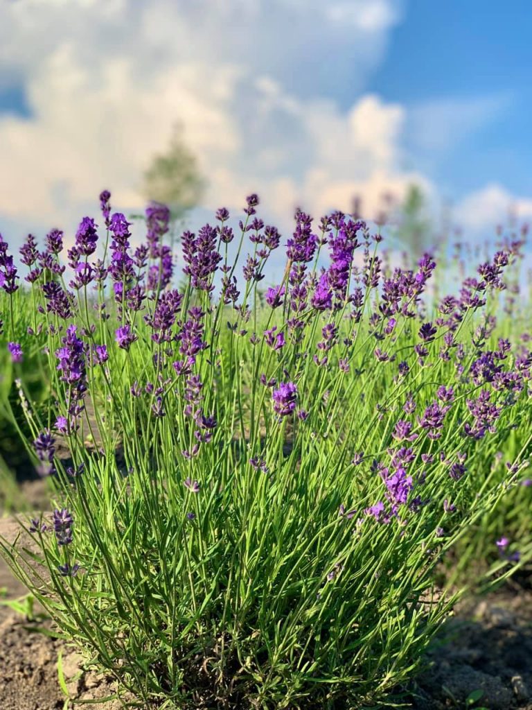 добропарк под киевом адрес. lavanda. добропарк под киевом адрес фото. добропарк под киевом адрес-lavanda. картинка добропарк под киевом адрес. картинка lavanda.