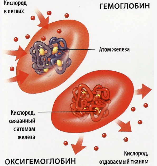 Функції гемоглобіну