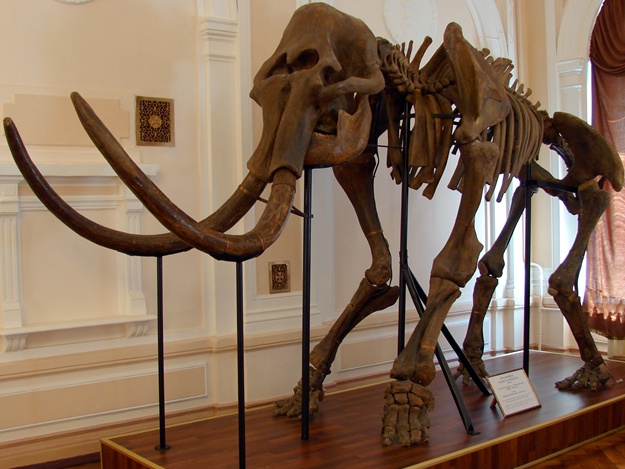 Скелет мамонта в музее природы