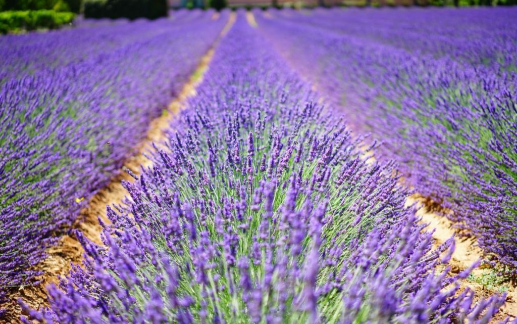 добропарк под киевом адрес. lavanda2. добропарк под киевом адрес фото. добропарк под киевом адрес-lavanda2. картинка добропарк под киевом адрес. картинка lavanda2.