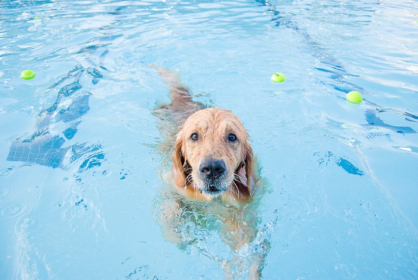 По-собачьи — хороший пример плавания от четвероногих друзей