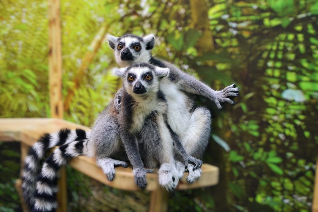 Зоопарк – отличное место, куда можно сходить с детьми в Киеве погулять