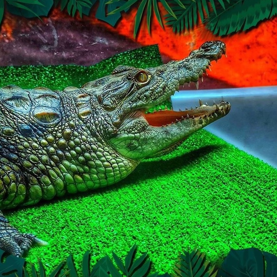 На выходных можно пойти на выставку крокодилов