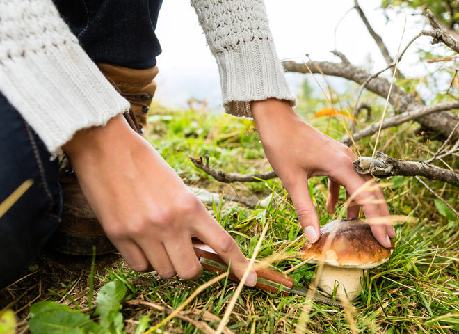 Кам'янське лісництво – місце, де можна назбирати багато грибів в Київській області