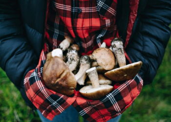 Де можна збирати гриби в Києві та області ㅡ секретні місця для гарного «улову»