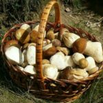 Отравление грибами: симптомы, первая помощь и лечение