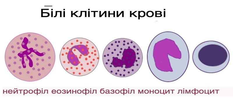 Види лейкоцитів крові