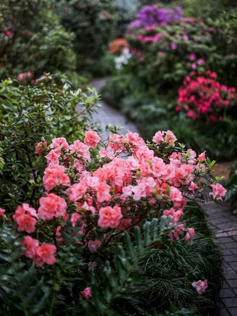 Азалії у ботанічному саду ім. Гришка – цвітуть взимку та на початку весни 