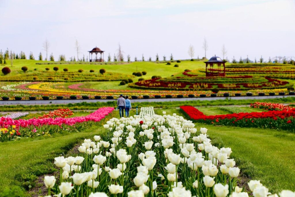 Поле тюльпанов в «Добропарке» Киевской области