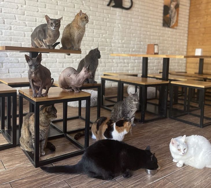 Котокафе «Cat Cafe» – хорошее заведение для свидания с девушкой-кошатнецей