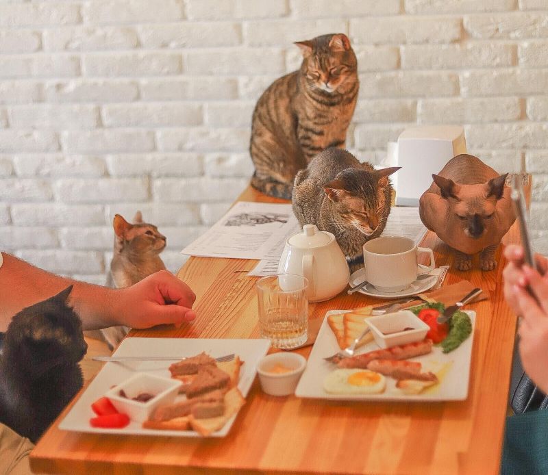 Котокафе «Cat Cafe» – гарний заклад для побачення з дівчиною, яка любить котів