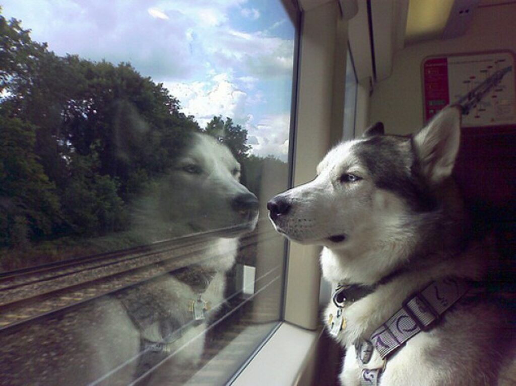 Перевезення тварин у поїзді