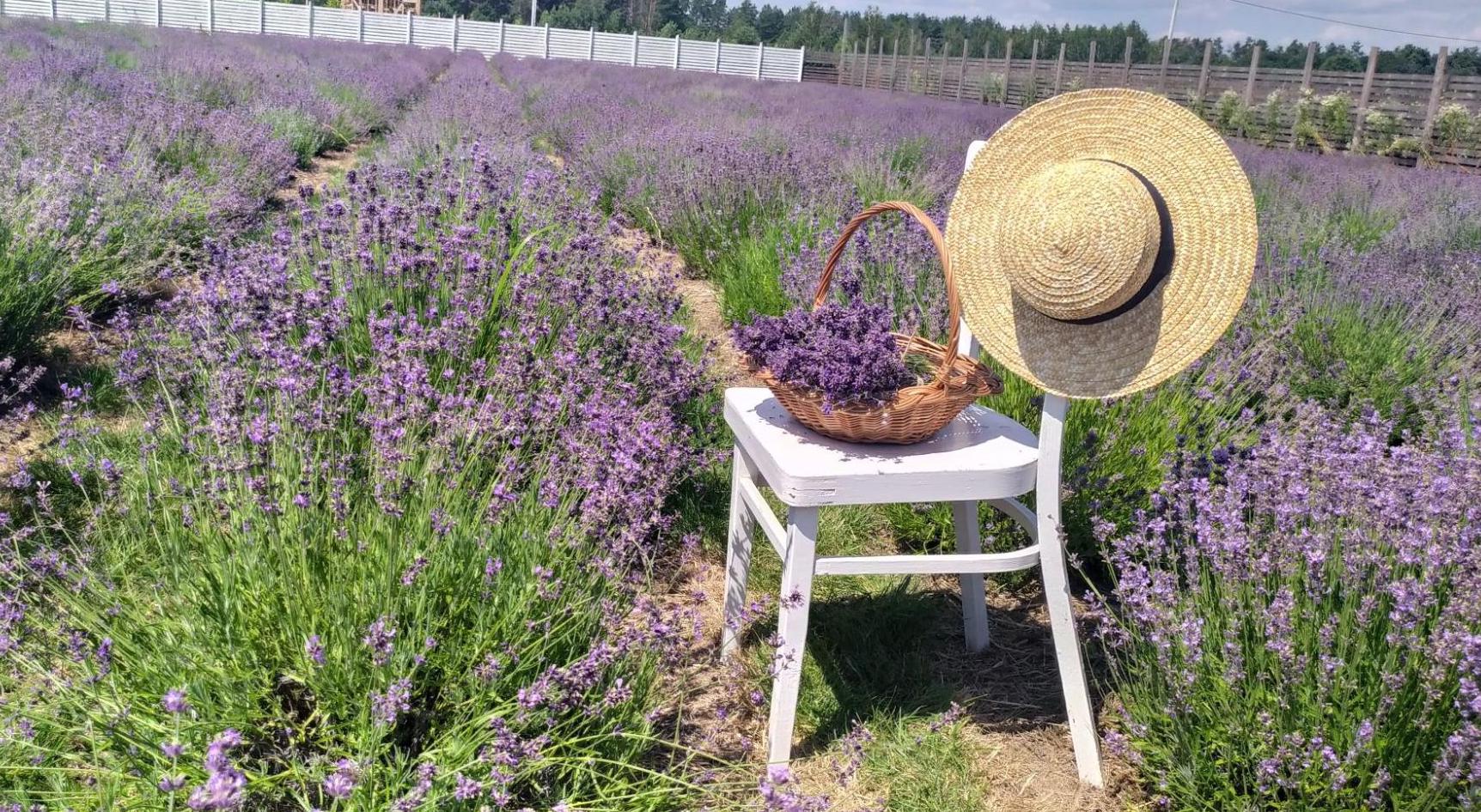 Букет лаванди, стілець і капелюх для фотосесії у лавандовому полі в парку «oLawander» Київської області