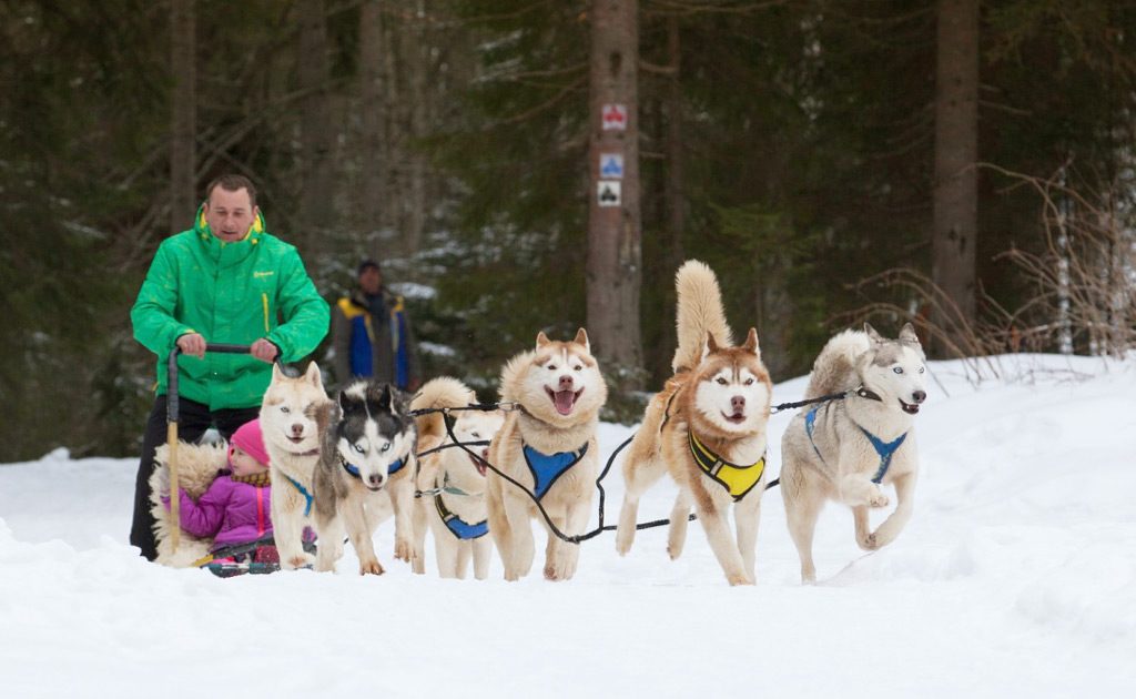 Зимой туристы Буковеля могут прокатиться на собачьей упряжке