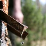 Березовий сік: користь і рецепти консервації